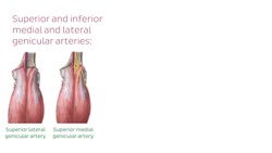 Neurovasculature of the hand Instructional Video