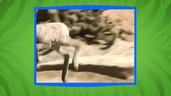 Meet the Star of the Show And She’s Just a Little Lamb! Instructional Video