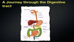 Following Digestion of a Meal - Section 35.1 Instructional Video
