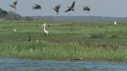 Variety of waterfowl including Australian pelicans and Plumed whistling-ducks in the wetlands Stock Footage