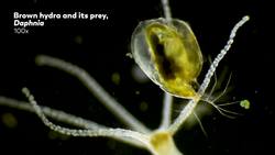 Hydra Stretchy, Speedy, & Probably Immortal Instructional Video