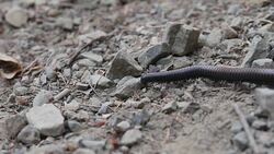 Northwest  millipede, or Haraphe haydeniana, is abundant in Pacific Northwest forests. Stock Footage