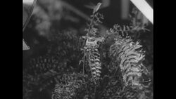 Hummingbird feeds her baby in Ancon, Panama News Clip