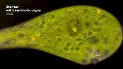 What Microscope Do We Use (And Other Frequently Asked Questions) Instructional Video