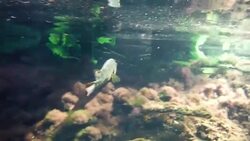 Underwater at Cenote in the Yucatán Peninsula, Mexico Stock Footage