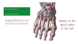 Muscles of facial expression Instructional Video