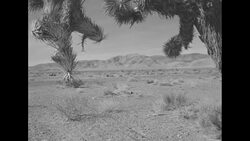 Nevada desert with Joshua tree, yucca plants, wires on ground and mountains prior to atomic bomb test News Clip