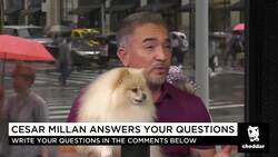 Here's the Biggest Mistake Most Dog Owners Make During Training News Clip