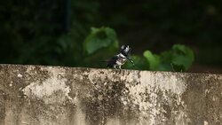 Kingfisher bird : adult Crested kingfisher (Megaceryle lugubris) Stock Footage