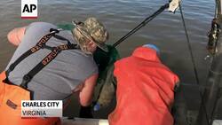 US sturgeon mount comeback from edge of extinction Instructional Video