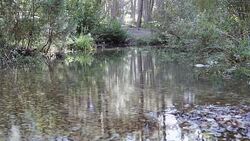 Mountain River streaming, Transparent Water and stones Stock Footage