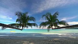 Palm tree on the tropical beach Stock Footage