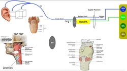 Cranial Nerve X - Vagus Nerve [Part 3] | Structure & Functions of Abdominal Branches Instructional Video
