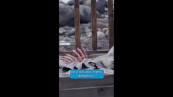 Leif Erikson: Discovering America and Fighting Polar Bears Instructional Video