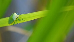 Slow motion stink bug on green rice plant field Stock Footage