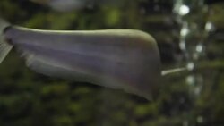 aquatic organisms Stock Footage