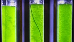 Photobioreactor in Algae fuel biofuel industry . Stock Footage