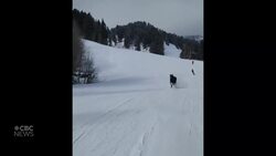 #TheMoment a moose chased skiers down a mountain in Wyoming News Clip