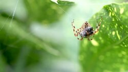 Spider Eating Fly In Web Stock Footage