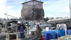 The fight to boost the Pacific herring population News Clip