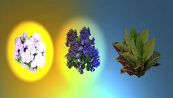 How to Choose an Indoor Plant Instructional Video