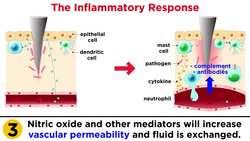 The Inflammatory Response Instructional Video