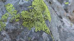 Study the Scientist: A Botanist Instructional Video