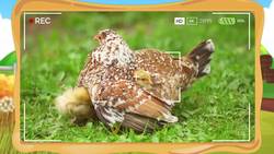 Chicken Facts for Kids Instructional Video