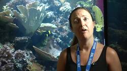 ++EMBARGOED 2301 GMT++ Corals killed by back to back heatwaves News Clip