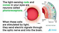 Are Your Eyes Part of Your Brain? Instructional Video