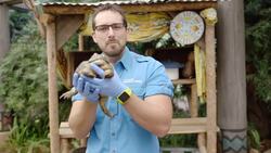 These ‘Pixie Frogs’ Make Amazing Dads! Instructional Video