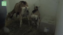 Great Goat Rescue.mp4 Instructional Video