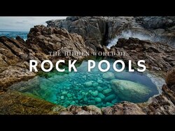 The Secret Life of Rock Pools Instructional Video
