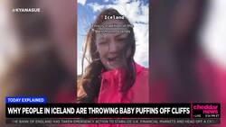 Today Explained: It's Puffling Season in Iceland News Clip