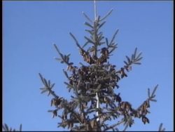 Plants in Our Lives: Gymnosperms Instructional Video