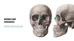 Nasal bone Instructional Video