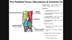 The Popliteal Fossa EXPLAINED | Boundaries & Contents Instructional Video