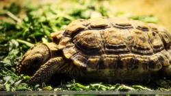 The Fascinating World of Turtles: Evolution, Anatomy, and Behavior Instructional Video