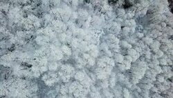 aerial top view snowy winter forest trees texture Stock Footage