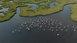 Wetland and Flamingos Stock Footage