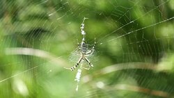 Wasp spider sits in a circular web (Argiope bruennichi) Stock Footage