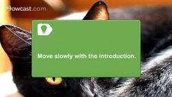 How to Get Two Cats to Get Along Instructional Video