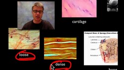 Anatomy and Physiology Instructional Video