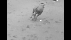 Basque bullfight, 1932 News Clip