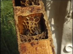 Introduction to Arthropods Instructional Video