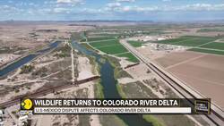 Colorado River Delta restoration brings life back to Mexico's ecosystem News Clip