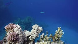 Video shooting at a shallow depth. The corals and tropical fish. Stock Footage