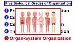 Organization and Symmetry in Kingdom Animalia Instructional Video