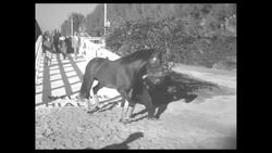 Racing horse Nashua arrives at Hialeah Race track in December of 1955 News Clip