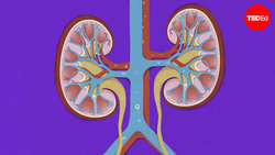 TED-Ed: How do kidney transplants work? | Alexander H. Toledo Instructional Video